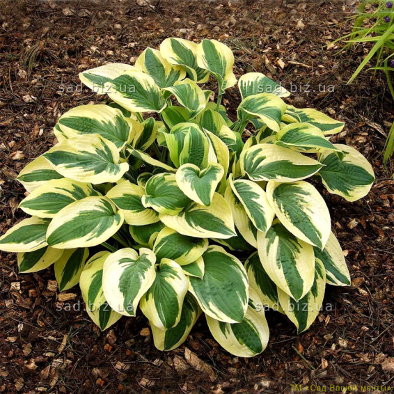 Хоста 'Wide Brim' - 1 Хоста 'Wide Brim' - 1