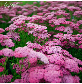 Деревій Tutti Frutti 'Pink Grapefruit' ®