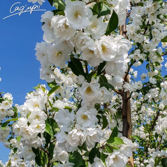 Яблуня 'Madonna' - 2