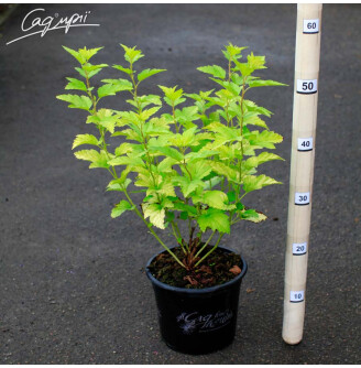 Пухироплідник калинолистний 'Nugget'