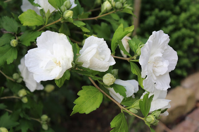 Внимание! С 21/09 по 27/09 - скидки на наши растения