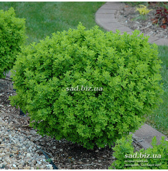 Карагана кустарникова 'Globosa'