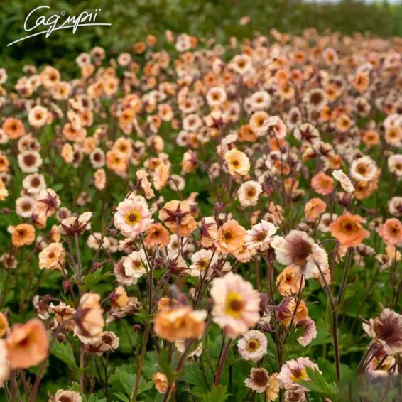 Гравілат чилійський 'Mai Tai' - 7