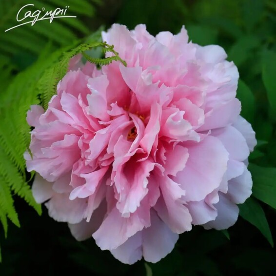 Пион травянистый 'Pink' - 3