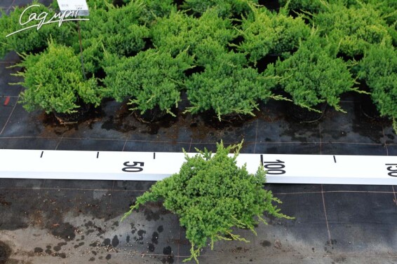 Ялівець лежачий 'Nana' - 5