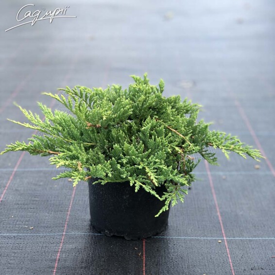 Можжевельник горизонтальный 'Prince of Wales' #1, C3 - - 9