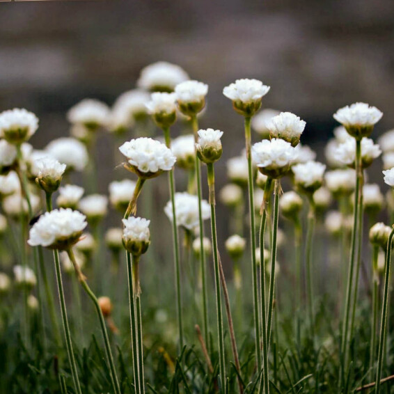 Армерія приморська 'Alba' - 1 Армерія приморська 'Alba' - 1