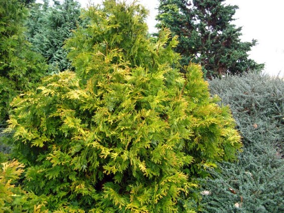 Туйовик долотовидний 'Aurea' - 1