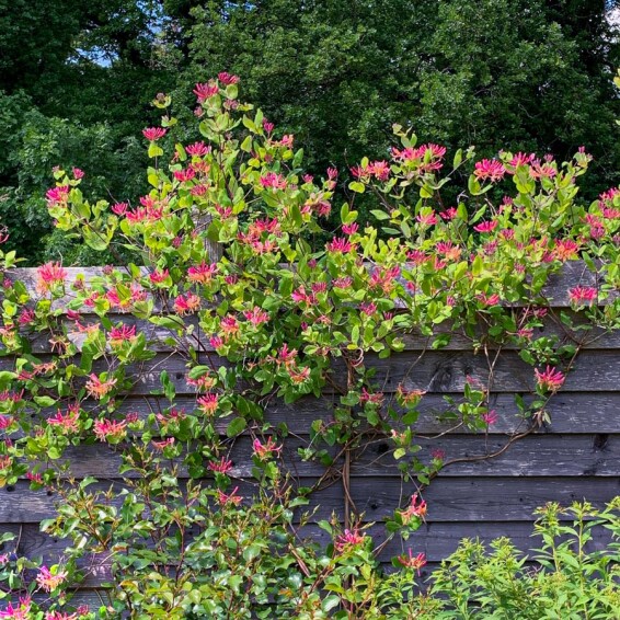 Жимолость Гекротта - 4