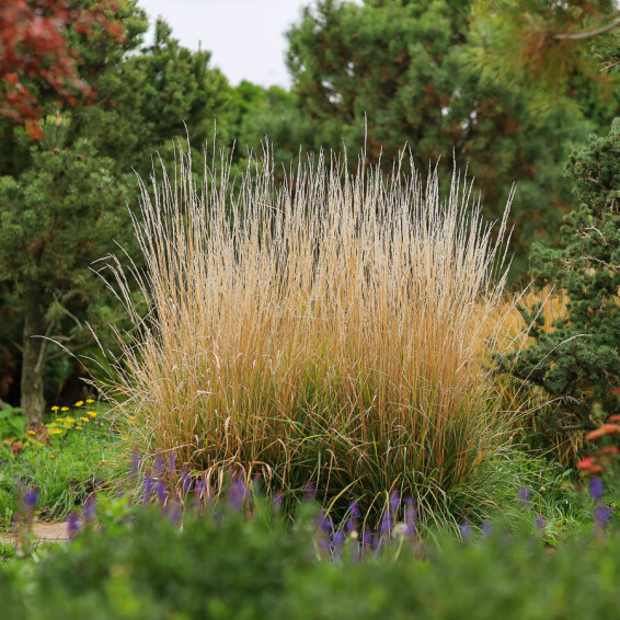 Вейник остроцветковый 'Overdam', C1 - - 2