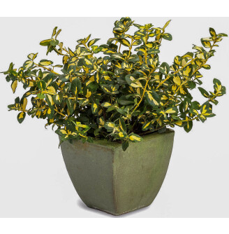 Бересклет Форчуна 'Blondy'