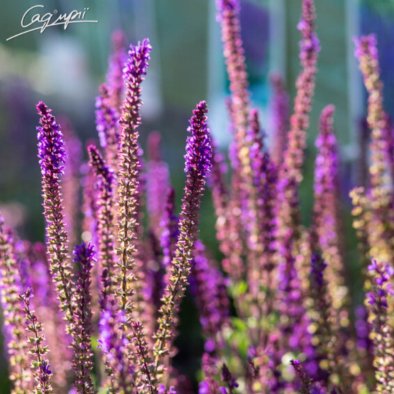 Шалфей дубравный 'Caradonna', p9 - - 3