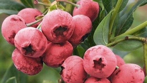 В Садовом центре новое поступление плодовой жимолости и голубики!