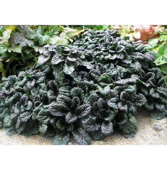 Горлянка пирамідальна 'Metallica Crispa'