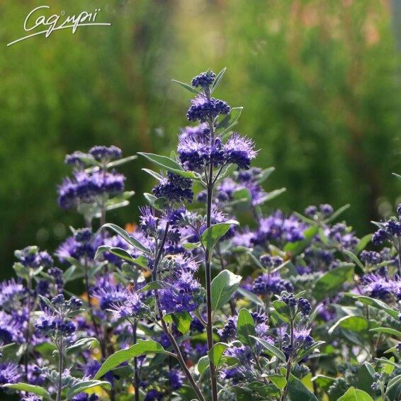 Кариоптерис 'Heavenly Blue' - 5