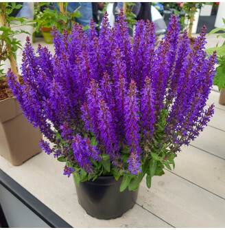 Шавлія лісова 'Blue Bouquetta'