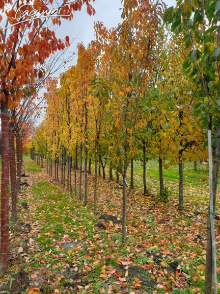 Сакура мелкопильчатая 'Amanogawa' #3, WRB 14--16 400-450 St. 1/2 - 7 Сакура мелкопильчатая 'Amanogawa' #3, WRB 14--16 400-450 St. 1/2 - 7