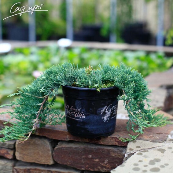 Можжевельник горизонтальный 'Wiltonii' - 2 Можжевельник горизонтальный 'Wiltonii' - 2