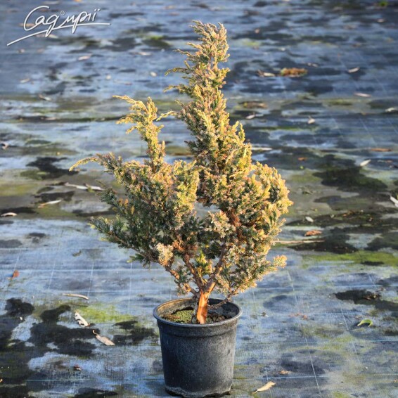 Можжевельник чешуйчатый 'Golden Flame' - 4