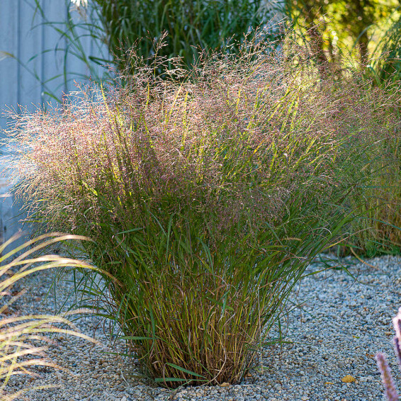 Просо вербовидне 'Warrior' - 1