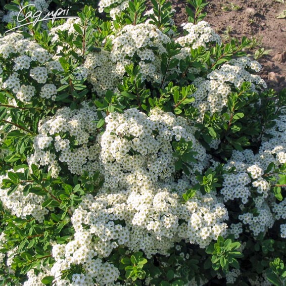 Спирея ниппонская 'Snowmound' #2, Р9 - - 3