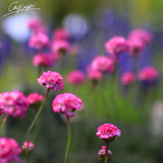 Армерія приморська 'Rubrifolia', p9 - - 4 Армерія приморська 'Rubrifolia', p9 - - 4