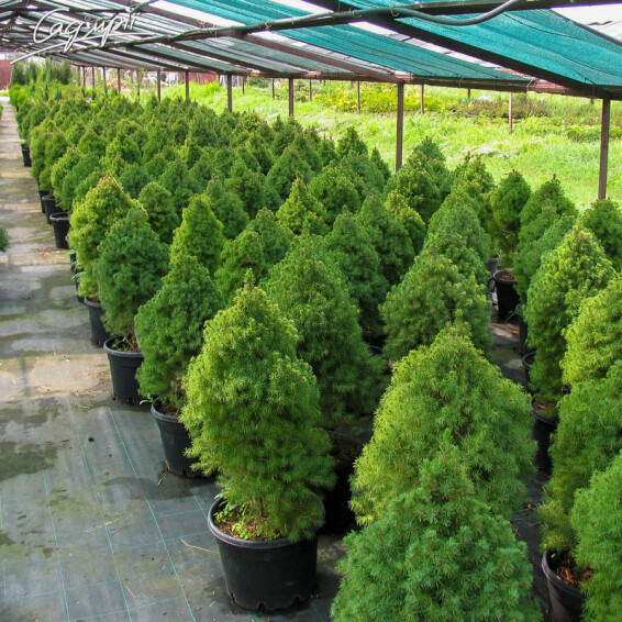 Ялина сиза 'Conica' #2, C110 - 100-125 - - 4