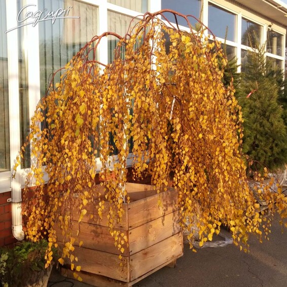 Береза плакучая 'Youngii' #4, WRB 20--25 - St. 200-225 - 6 Береза плакучая 'Youngii' #4, WRB 20--25 - St. 200-225 - 6