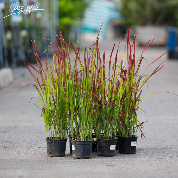 Императа цилиндрическая 'Red Baron' - 3