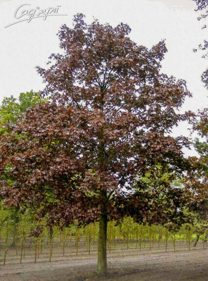 Клен платаноподібний 'Faassen's Black' #1, C60 10--12 350-400 St. 180-200 - 1