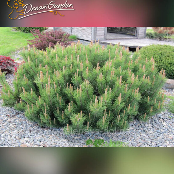 Сосна гірська mughus, WRB - діам 60-70 - - 2 Сосна гірська mughus, WRB - діам 60-70 - - 2