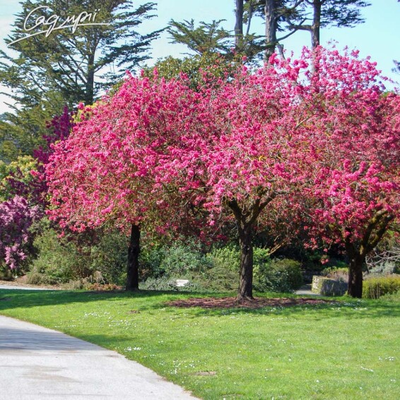 Яблуня 'Liset' - 2