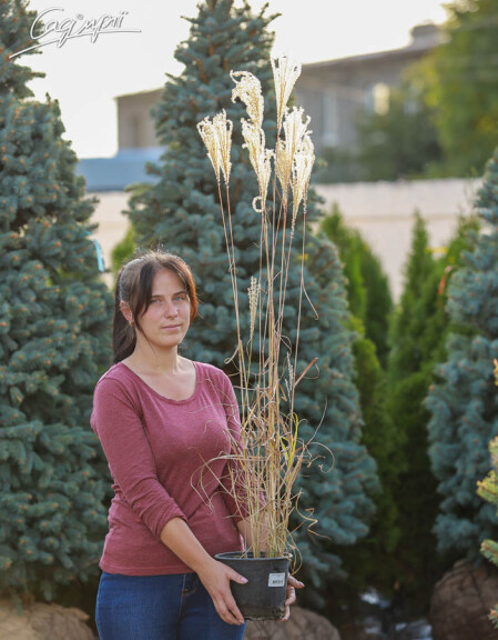 Міскантус китайський 'Ferner Osten' - 7