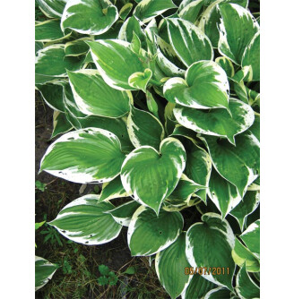 Хоста 'Albomarginata'