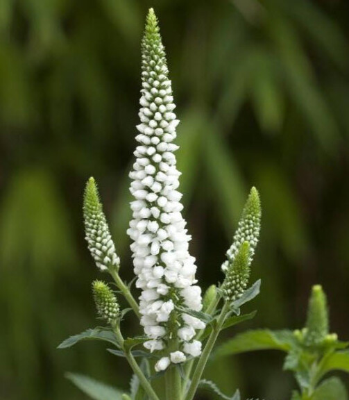 Вероника колосковая 'First Lady' - 1 Вероника колосковая 'First Lady' - 1