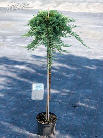 Ялівець горизонтальний 'Blue Chip' - 11