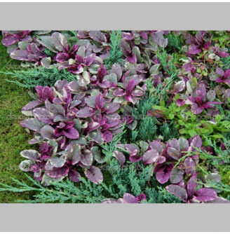 Горлянка повзуча 'Burgundy Glow'