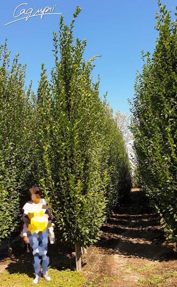 Граб звичайний 'Fastigiata' - 3