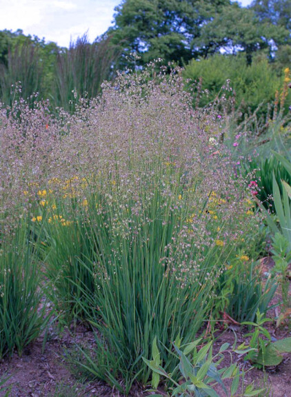 Бриза середня , p9 - - 6