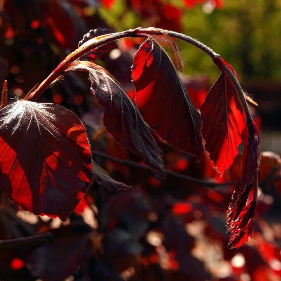 Бук лісовий 'Purpurea Pendula', C25 6--8 200-225 St. 150-175 - 1