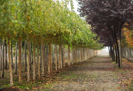 Береза плакуча 'Youngii', кореневласна - 15