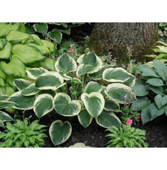 Хоста 'Austin Dickinson'