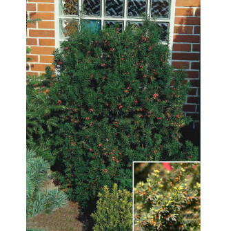 Тис середній 'Hillii'