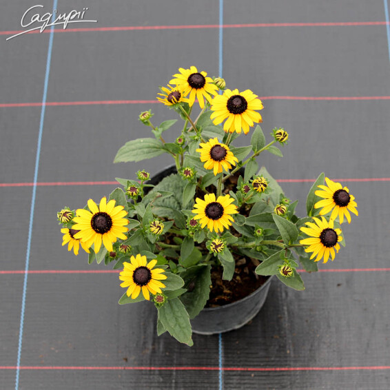 Рудбекия блестящая 'Goldsturm' #2, C3 - - 1 Рудбекия блестящая 'Goldsturm' #2, C3 - - 1