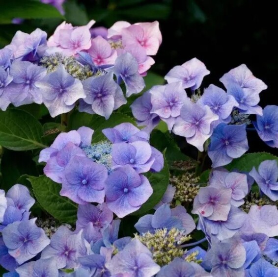 Гортензия крупнолистная 'Fasan' - 3