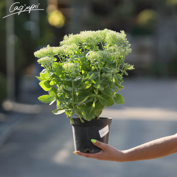 Очиток видный 'Brilliant', C2 - - 1