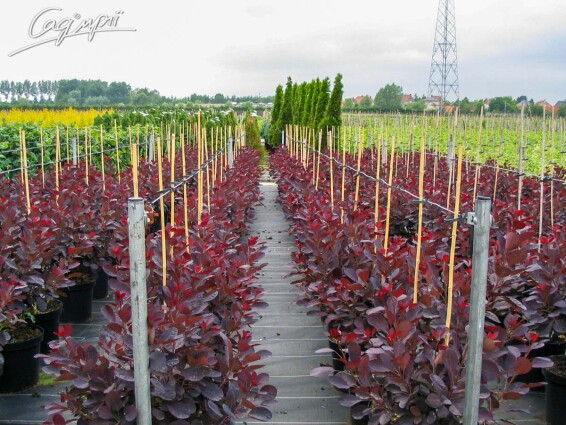 Скумпия кожевенная 'Royal Purple' - 4