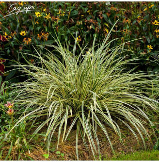 Осока Моррова 'Goldband'