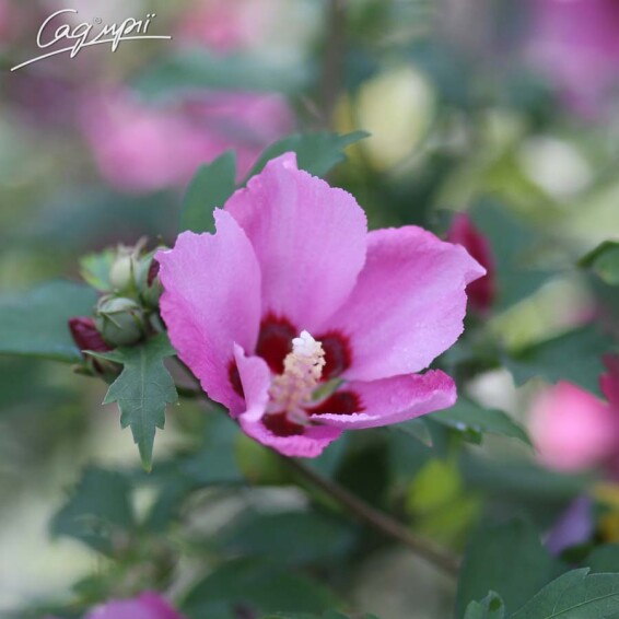 Гібіскус сірійський 'Pink Giant'® - 2