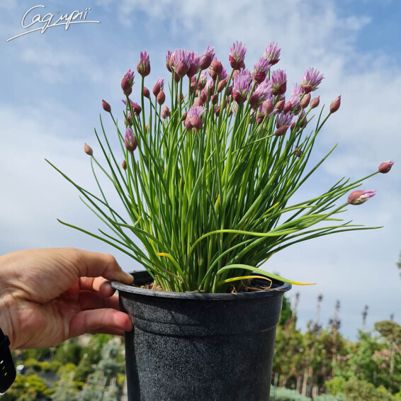 Лук Шнитт - 2